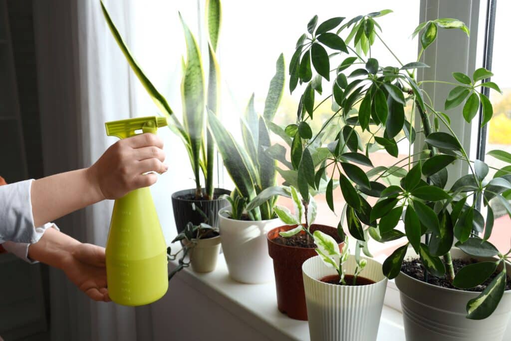 Eine Person sprüht Pflanzen, welche an einem Fenster stehen ein