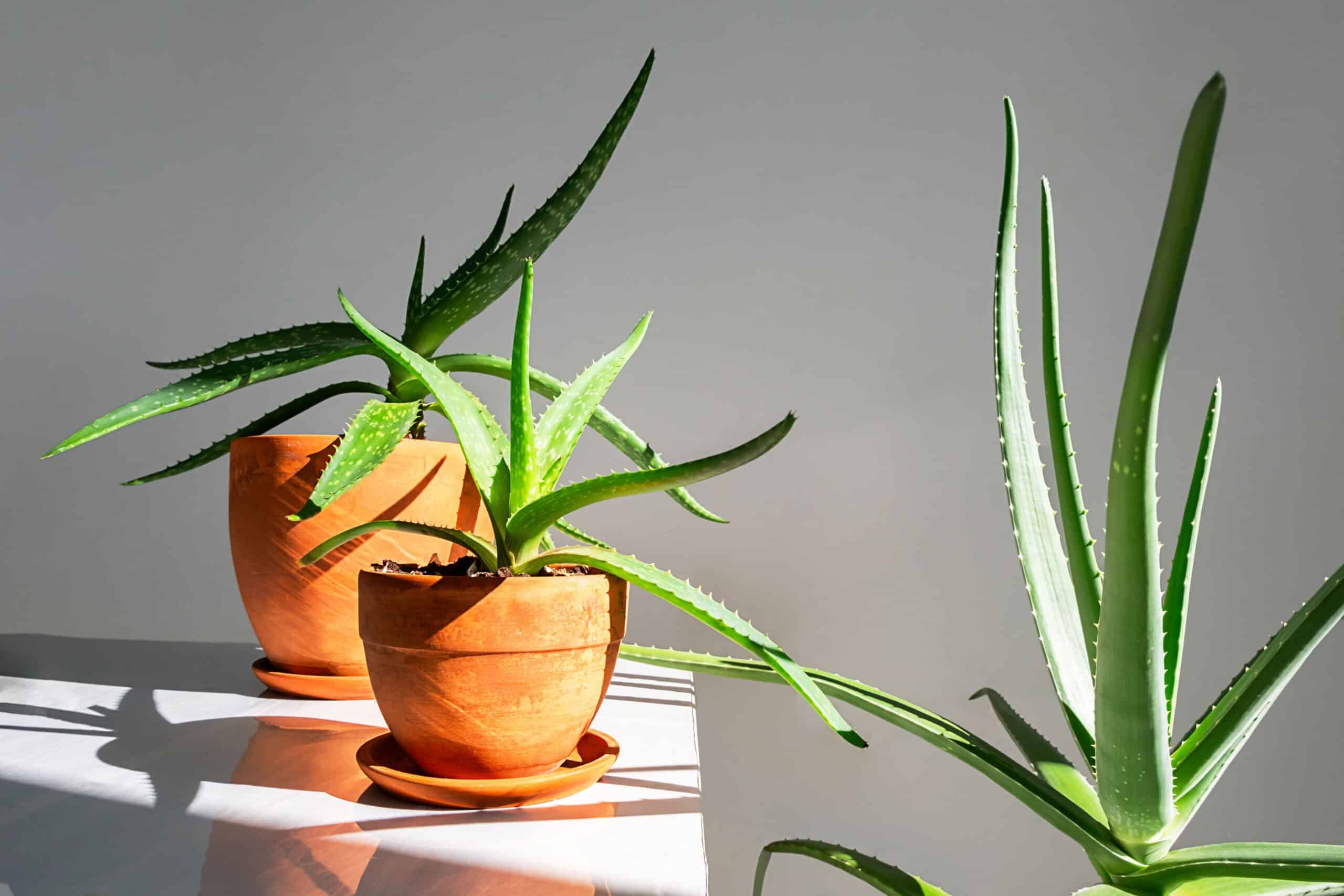 In einem raum steht eine Aloe Vera pflanze